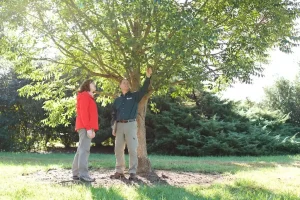 How to assess the health of your trees