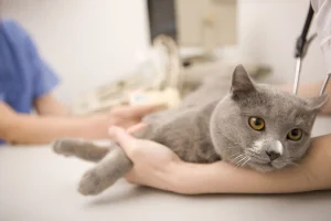 do cats have anal glands