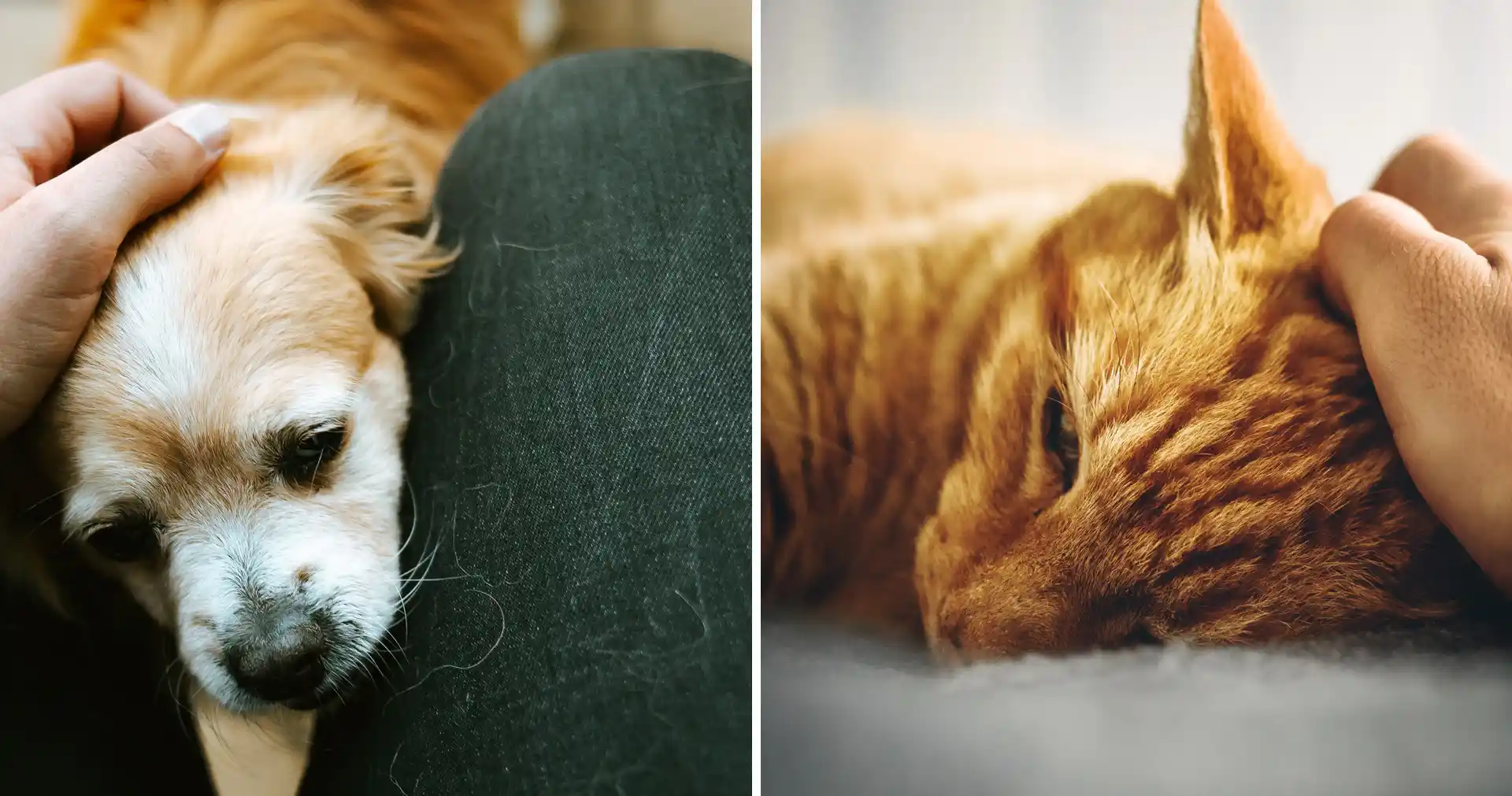 Streamlining In-Home Pet Euthanasia With Software Solutions