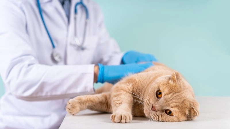 Understanding Cat Anal Glands A Veterinary Technician’s Guide to Better Pet Care